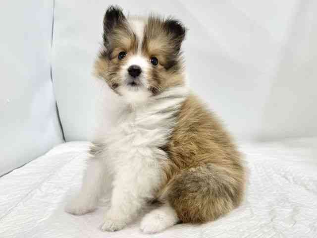 高知県のシェットランドシープドッグ (ひごペットフレンドリーイオンモール高知店/2026年2月20日生まれ/女の子/セーブルホワイト)の子犬の2枚目の画像