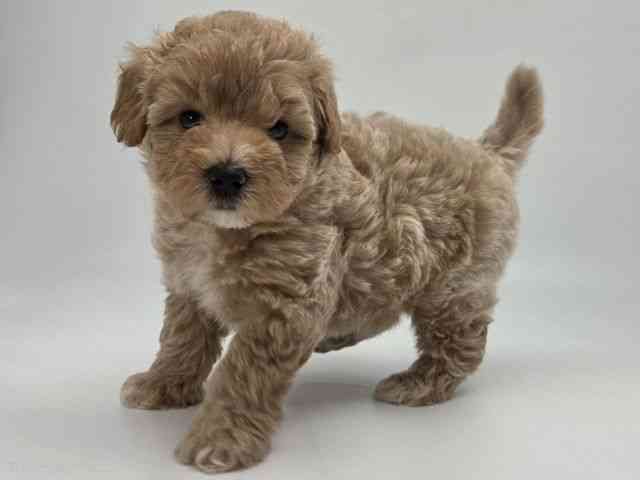 島根県のマルプー(マルチーズ×プードル) (ひごペットフレンドリーイオンモール出雲店/2026年2月20日生まれ/男の子/レッドホワイト)の子犬の2枚目の画像