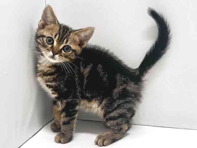奈良県のアメリカンショートヘアー (ひごペットフレンドリー奈良パワーシティ店/2026年2月19日生まれ/男の子/ブラウンタビー)の子猫の2枚目の画像