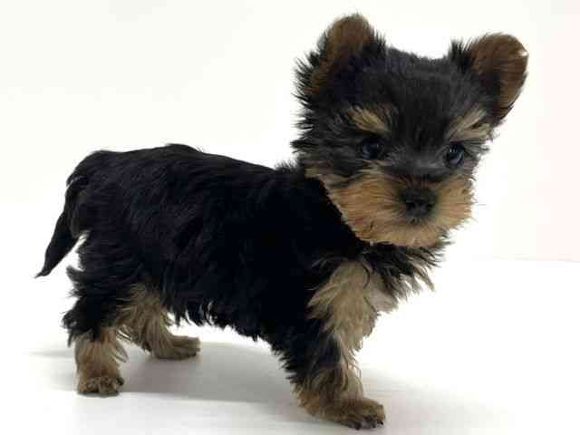 大阪府のヨークシャーテリア (ひごペットフレンドリーくずはモール店/2026年2月19日生まれ/男の子/スチールブルータン)の子犬の2枚目の画像