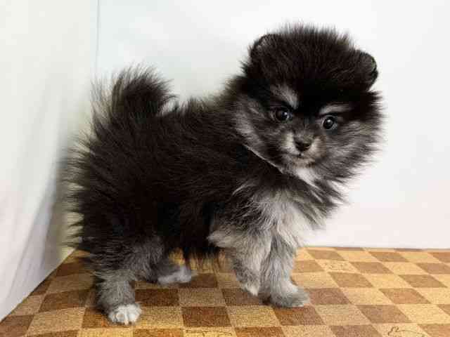 愛媛県のポメラニアン (ひごペットフレンドリーエミフルMASAKI店/2026年2月20日生まれ/女の子/ブラックタンホワイト)の子犬の2枚目の画像