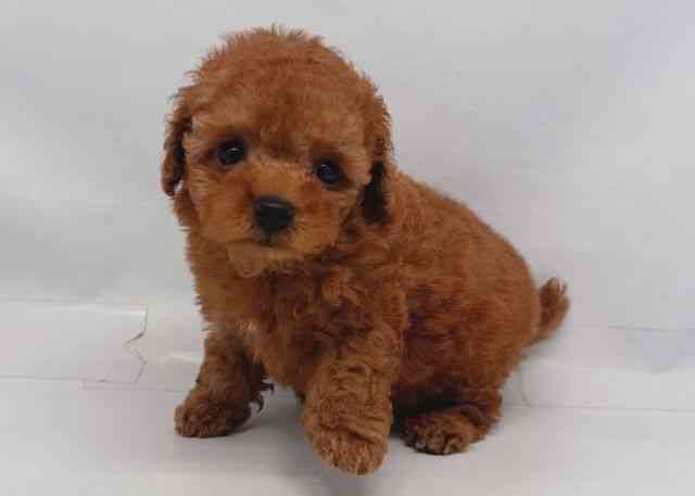 鳥取県のトイプードル(トイ) (ひごペットフレンドリーイオンモール鳥取北店/2026年2月21日生まれ/男の子/レッド)の子犬の2枚目の画像