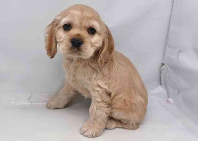 鳥取県のアメリカンコッカースパニエル (ひごペットフレンドリーイオンモール鳥取北店/2026年2月22日生まれ/女の子/バフ)の子犬の2枚目の画像