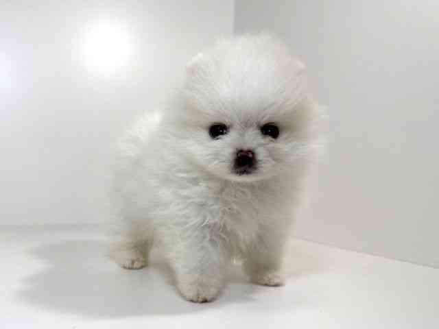 兵庫県のポメラニアン (ひごペットフレンドリーイトーヨーカドー明石店/2026年2月21日生まれ/女の子/ホワイト)の子犬の2枚目の画像