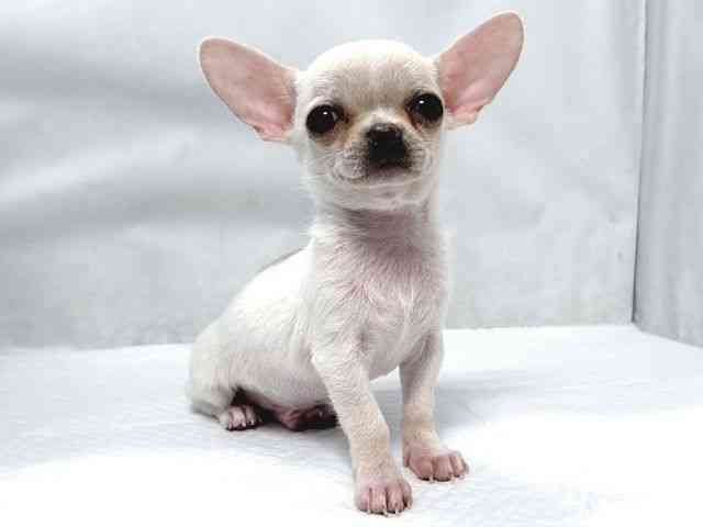 大阪府のチワワ(スムース) (ひごペットフレンドリー堺プラットプラット店/2026年2月21日生まれ/男の子/ホワイト)の子犬の2枚目の画像