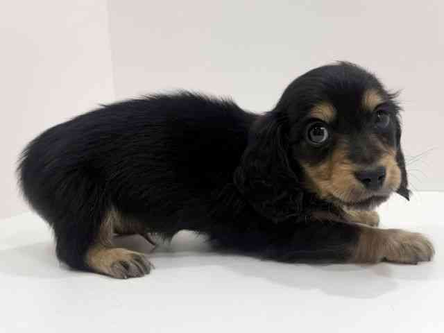 広島県のミニチュアダックスフンド(ロング) (ひごペットフレンドリーフジグラン神辺店/2026年2月20日生まれ/男の子/ブラックイエロー)の子犬の2枚目の画像