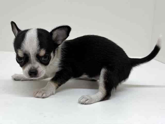 兵庫県のチワワ(スムース) (ひごペットフレンドリーブルメールHAT神戸店/2026年2月21日生まれ/女の子/ブラックホワイトタン)の子犬の2枚目の画像