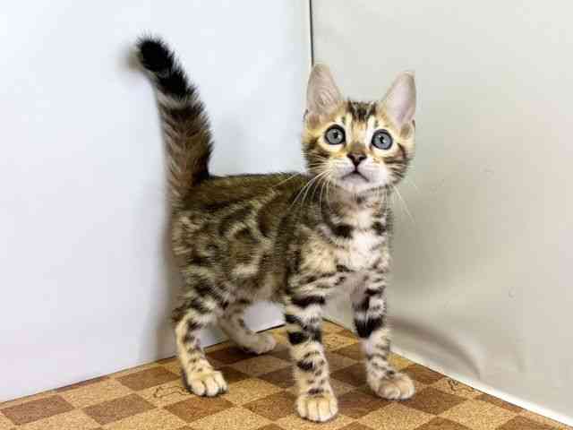 愛媛県のベンガル (ひごペットフレンドリーエミフルMASAKI店/2026年2月21日生まれ/男の子/ブラウンスポットタビー)の子猫の2枚目の画像