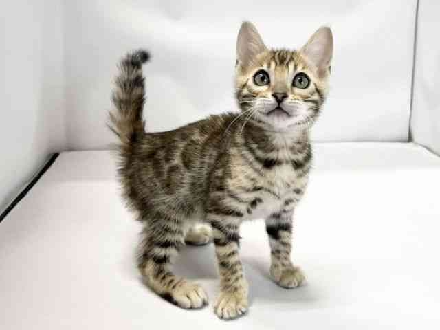 愛媛県のベンガル (ひごペットフレンドリーイオンモール今治新都市店/2026年2月21日生まれ/女の子/ブラウンスポットタビー)の子猫の2枚目の画像