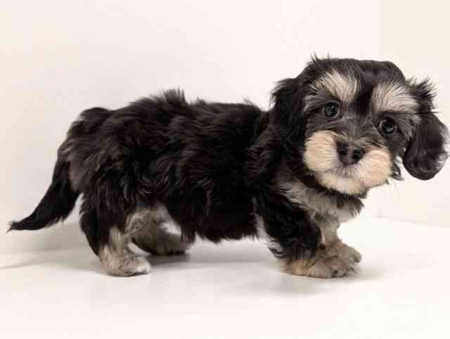 福岡県のマルックス(マルチーズ×ダックス) (ひごペットフレンドリーリバーウォーク北九州店/2026年2月21日生まれ/女の子/チョコレートタン)の子犬の2枚目の画像