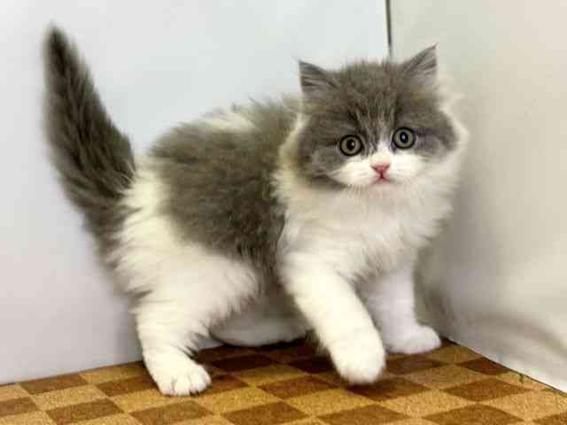 愛媛県のブリティッシュロングヘアー (ひごペットフレンドリーエミフルMASAKI店/2026年2月14日生まれ/男の子/ブルータビーホワイト)の子猫の2枚目の画像