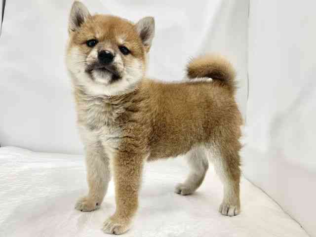 高知県の柴犬(標準サイズ) (ひごペットフレンドリーイオンモール高知店/2026年2月21日生まれ/男の子/赤)の子犬の2枚目の画像