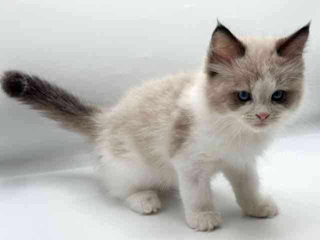 香川県のラグドール (ひごペットフレンドリーゆめタウン高松店/2026年2月16日生まれ/男の子/シールポイントバイカラー)の子猫の2枚目の画像