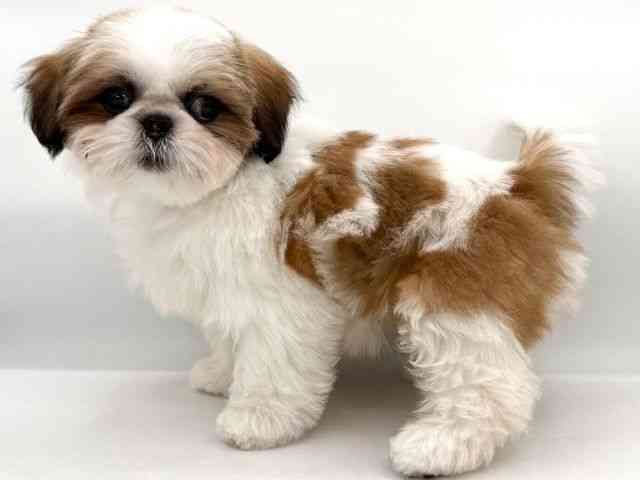 大阪府のシーズー (ひごペットフレンドリーイオンそよら海老江店/2026年1月26日生まれ/女の子/ホワイトゴールド)の子犬の2枚目の画像