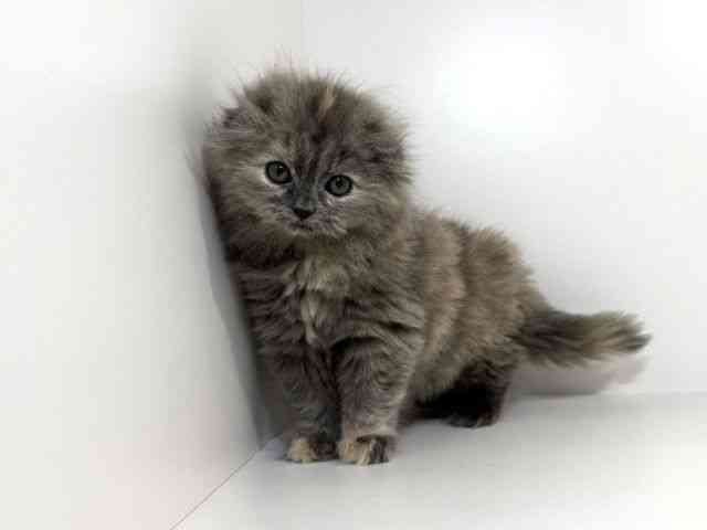 兵庫県のスコティッシュフォールド (ひごペットフレンドリーイトーヨーカドー明石店/2026年2月20日生まれ/女の子/ブルークリーム)の子猫の2枚目の画像