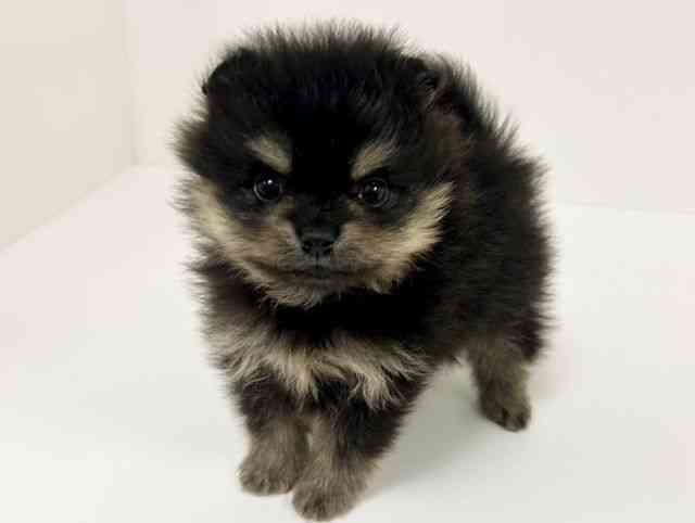 愛知県のポメラニアン (ひごペットフレンドリーイトーヨーカドー知多店/2026年2月8日生まれ/女の子/ブラックタン)の子犬の2枚目の画像