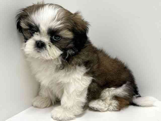 奈良県のシーズー (ひごペットフレンドリーイオンモール橿原ウエスト・ビレッジ店/2026年2月19日生まれ/男の子/ホワイトゴールド)の子犬の2枚目の画像