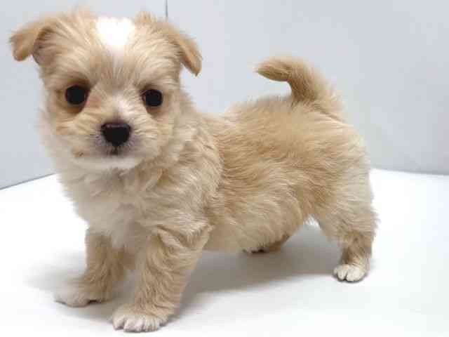 奈良県のチワマル/マルチワ(チワワ×マルチーズ) (ひごペットフレンドリー奈良パワーシティ店/2026年2月20日生まれ/男の子/クリーム)の子犬の2枚目の画像