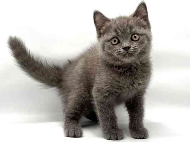 大阪府のブリティッシュショートヘアー (ひごペットフレンドリー東淀川店/2026年2月21日生まれ/男の子/ブルー)の子猫の2枚目の画像