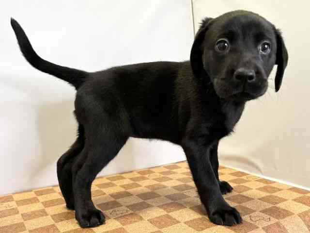 愛媛県のラブラドールレトリーバー (ひごペットフレンドリーエミフルMASAKI店/2026年2月20日生まれ/女の子/ブラック)の子犬の2枚目の画像
