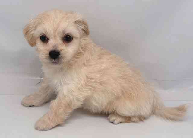 鳥取県のペキプー(ペキニーズ×プードル) (ひごペットフレンドリーイオンモール鳥取北店/2026年2月21日生まれ/男の子/クリーム)の子犬の2枚目の画像