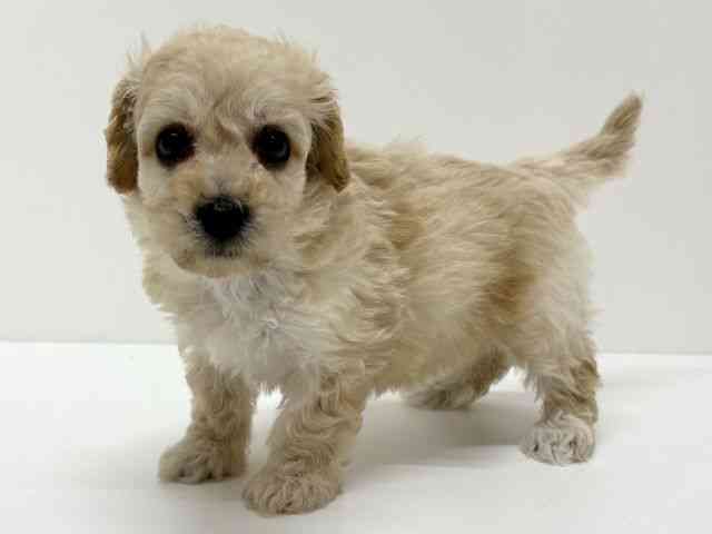 大阪府のペキプー(ペキニーズ×プードル) (ひごペットフレンドリーくずはモール店/2026年2月21日生まれ/女の子/クリーム)の子犬の2枚目の画像