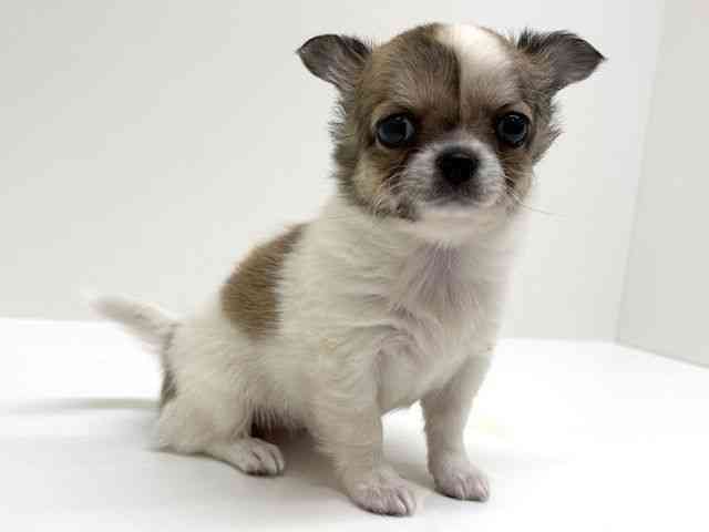 兵庫県のチワワ(ロング) (ひごペットフレンドリーブルメールHAT神戸店/2026年2月20日生まれ/女の子/フォーンホワイト)の子犬の2枚目の画像