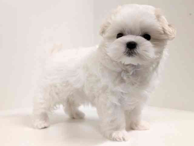 福岡県のマルチーズ (ひごペットフレンドリーリバーウォーク北九州店/2026年2月19日生まれ/女の子/ホワイト)の子犬の2枚目の画像