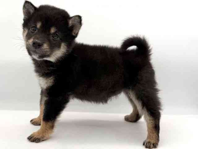 大阪府の柴犬(標準サイズ) (ひごペットフレンドリーイオンそよら海老江店/2026年2月21日生まれ/女の子/黒)の子犬の2枚目の画像