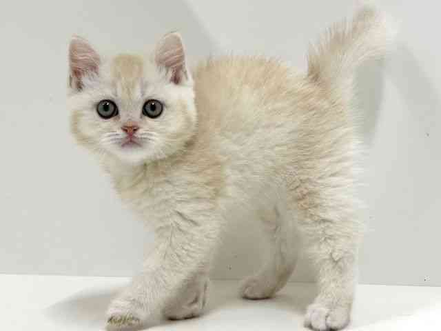 奈良県のブリティッシュショートヘアー (ひごペットフレンドリーイオンモール橿原ウエスト・ビレッジ店/2026年2月18日生まれ/男の子/ライラックシェーデッドゴールデン)の子猫の2枚目の画像