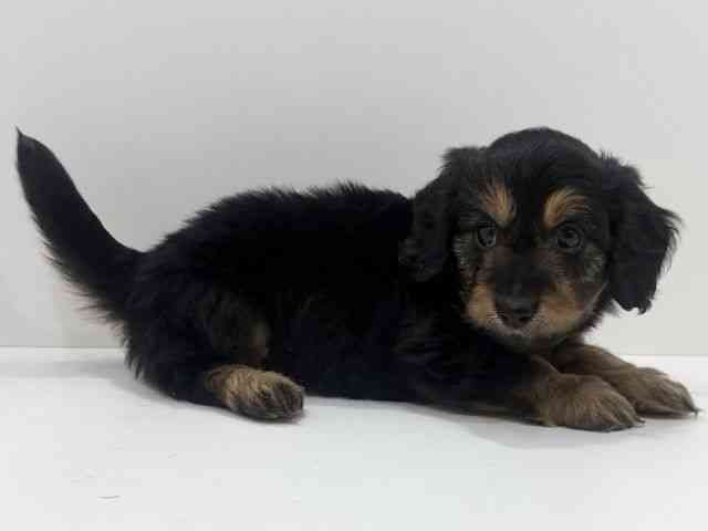 広島県のダップー(ダックス×プードル) (ひごペットフレンドリーフジグラン神辺店/2026年2月21日生まれ/男の子/ブラックタン)の子犬の2枚目の画像