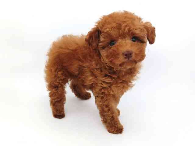 大阪府のトイプードル(トイ) (ひごペットフレンドリー泉ヶ丘店/2026年2月20日生まれ/男の子/レッドフォーン)の子犬の2枚目の画像