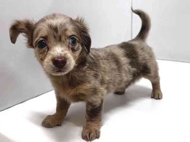 奈良県のチワックス(チワワ×ダックス) (ひごペットフレンドリー奈良パワーシティ店/2026年2月20日生まれ/女の子/イザベラマール)の子犬の2枚目の画像