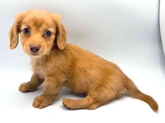 奈良県のミニチュアダックスフンド(ロング) (ひごペットフレンドリー田原本店/2026年2月22日生まれ/女の子/ゴールド)の子犬の2枚目の画像