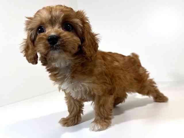 兵庫県のキャバプー(キャバリア×プードル) (ひごペットフレンドリーイトーヨーカドー明石店/2026年2月21日生まれ/女の子/レッド)の子犬の2枚目の画像