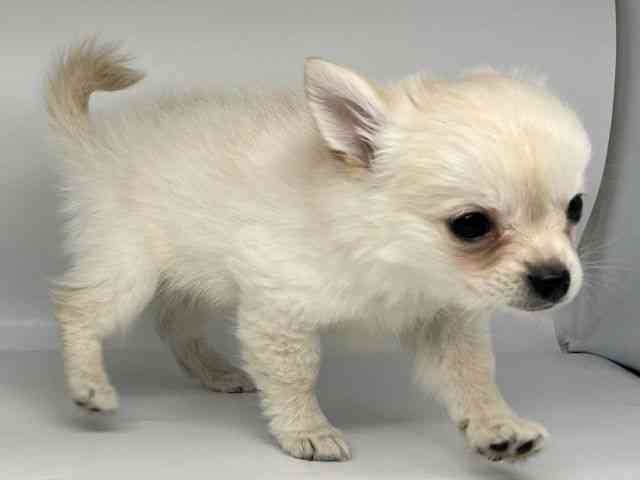 徳島県のポメチワ/チワポメ/ポメチー(ポメラニアン×チワワ) (ひごペットフレンドリーゆめタウン徳島店/2026年2月21日生まれ/女の子/クリーム)の子犬の2枚目の画像