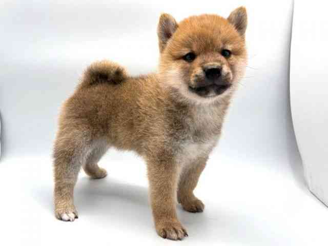 奈良県の柴犬(標準サイズ) (ひごペットフレンドリー田原本店/2026年2月22日生まれ/男の子/赤)の子犬の2枚目の画像