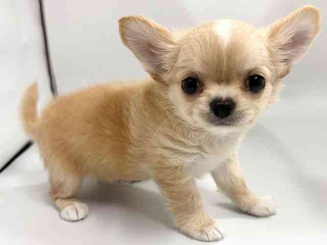 京都府のチワワ(ロング) (ひごペットフレンドリー京都店/2026年2月14日生まれ/男の子/ゴールドホワイト)の子犬の2枚目の画像