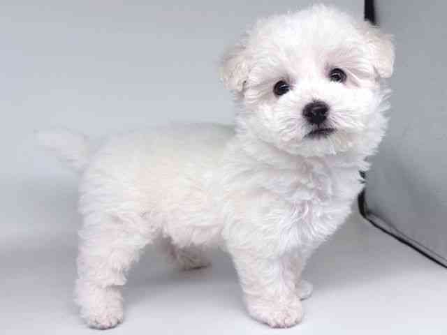 大阪府のビションフリーゼ (ひごペットフレンドリー瓜破店/2026年2月20日生まれ/男の子/ホワイト)の子犬の2枚目の画像