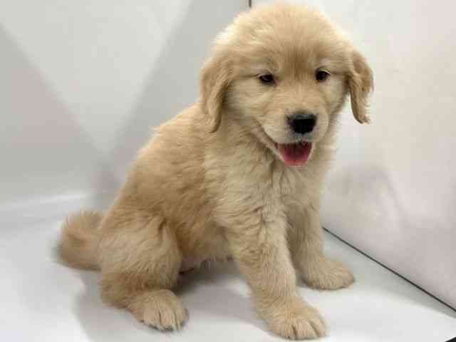 京都府のゴールデンレトリバー (ひごペットフレンドリー京都店/2026年2月22日生まれ/女の子/ゴールデン)の子犬の2枚目の画像