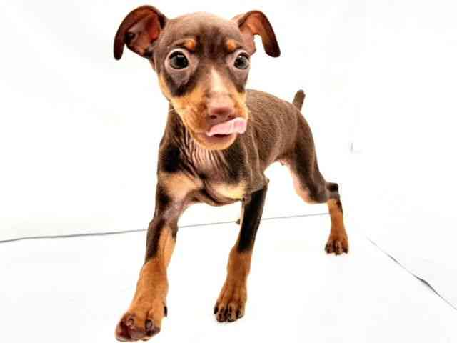 兵庫県のミニチュアピンシャー (ひごペットフレンドリークラウンパーク伊丹店/2026年2月16日生まれ/女の子/チョコレートタン)の子犬の2枚目の画像