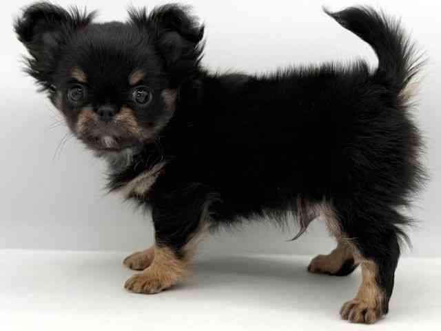 大阪府のチワワ(ロング) (ひごペットフレンドリーイオンそよら海老江店/2026年2月22日生まれ/男の子/ブラックタンホワイト)の子犬の2枚目の画像