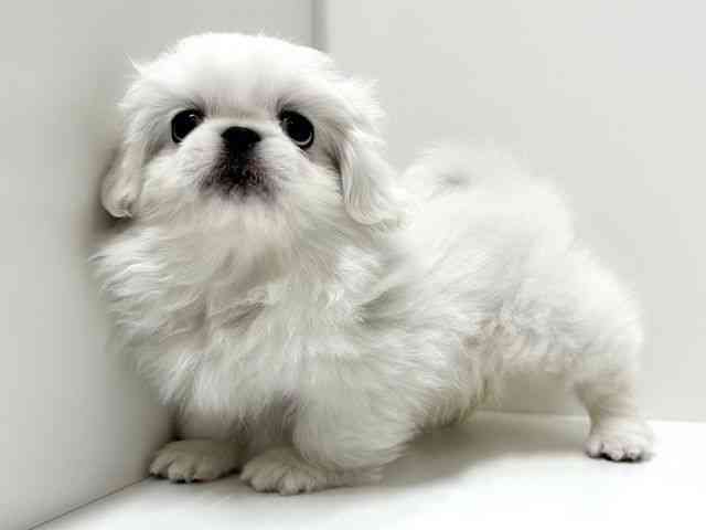 愛知県のペキニーズ (ひごペットフレンドリーららぽーと名古屋みなとアクルス店/2026年2月20日生まれ/女の子/ホワイト)の子犬の2枚目の画像