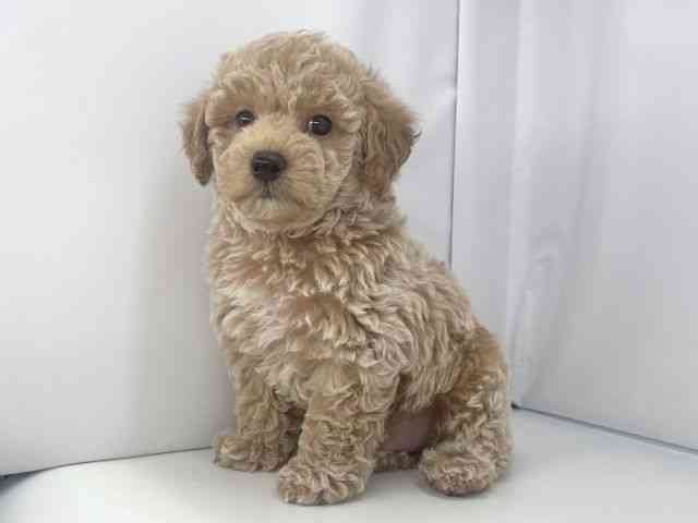 兵庫県のハーフ犬・ミックス犬 (ひごペットフレンドリーイオンタウン加古川店/2026年2月22日生まれ/男の子/アプリコット)の子犬の2枚目の画像