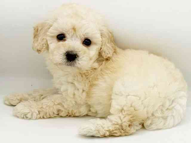 兵庫県のトイプードル(トイ) (ひごペットフレンドリーコロワ甲子園店/2026年2月18日生まれ/男の子/ペールフォーン)の子犬の2枚目の画像