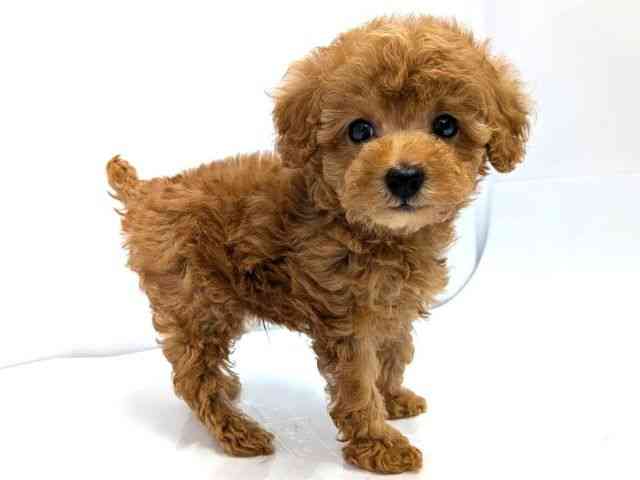 広島県のトイプードル(トイ) (ひごペットフレンドリーゆめタウン廿日市店/2026年2月20日生まれ/男の子/レッドフォーン)の子犬の2枚目の画像