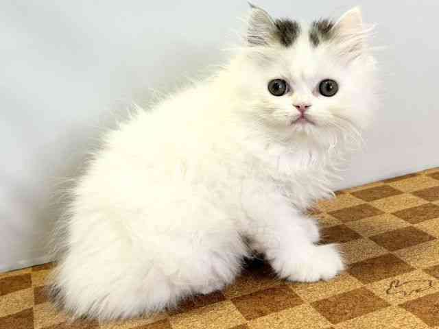 愛媛県のスコティッシュフォールド (ひごペットフレンドリーエミフルMASAKI店/2026年2月22日生まれ/男の子/ブラウンタビーホワイト)の子猫の2枚目の画像