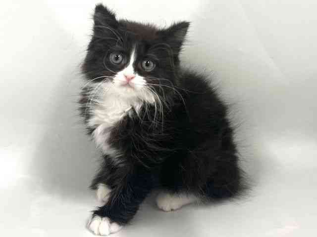 京都府のスコティッシュフォールド (ひごペットフレンドリー京都店/2026年2月21日生まれ/男の子/ブラックホワイト)の子猫の2枚目の画像