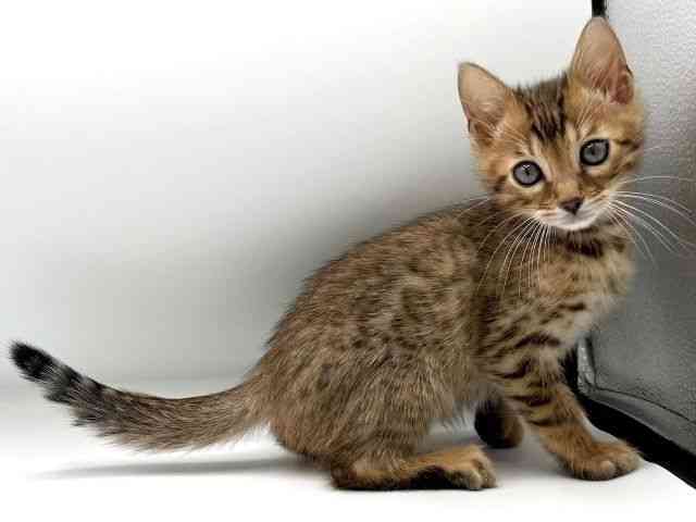 愛知県のベンガル (ひごペットフレンドリープライムツリー赤池店/2026年2月20日生まれ/男の子/ブラウンスポットタビー)の子猫の2枚目の画像