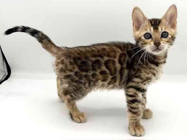 京都府のベンガル (ひごペットフレンドリーイオンモール高の原店/2026年2月22日生まれ/女の子/ブラウンスポットタビー)の子猫の2枚目の画像